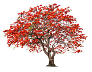 Flame tree or Royal Poinciana tree.Big tree isolated on white background