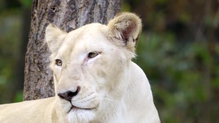 Wall Mural - female white lion face close up
