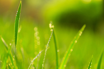 Wall Mural - close-up of grass on green color bokeh, beautiful bokeh background, green color image