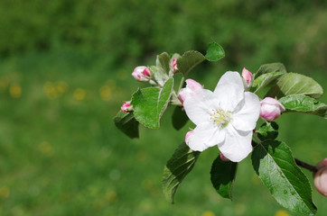 Wall Mural - A blooming branch of apple tree on a background of grass.