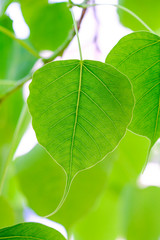 Wall Mural - Close-up leaves Pho Pho Green plants that Thai people give worship