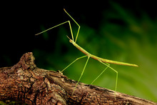 Stick Insect Or Phasmids (Phasmatodea Or Phasmatoptera) Also Known As Walking Stick Insects, Stick-bugs, Bug Sticks Or Ghost Insect. Green Stick Insect Camouflaged On Tree. Selective Focus, Copy Space