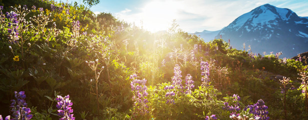 Canvas Print - Mountains meadow