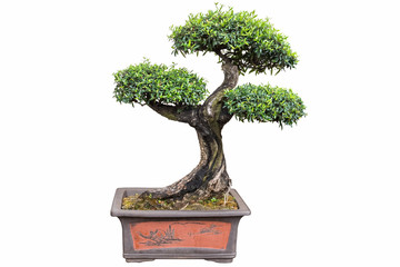 Wall Mural - bonsai tree of olea europaea