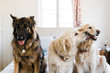 © Samantha Gehrmann/Stocksy - third wheel