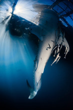 Underwater View Of Whale Shark