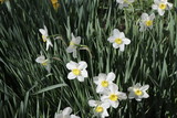 Fototapeta Tulipany - Beautiful yellow and white daffodils bloomed in the spring