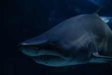 Marine Creature - Shark