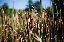Reeds In Field