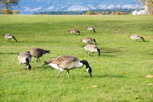 Canadian Geese Looking For Food And Eating On Grass Land