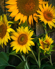 Sunflowers On Wooden Background