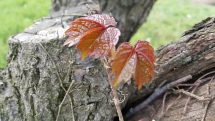 Maroon Maple