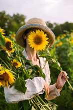 Girl Collects Sunflowers In A Field