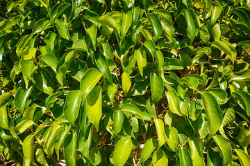 Poster - ficus benjamina plant leaves texture