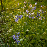 Fototapeta Tęcza - Spring flowering blue Spanish bluebells ( Hyacinthoides hispanica) an English woodland setting.