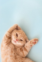 Cute Little Scottish Fold Kitten With Paws Up On Blue Background. Copy Space For Text. Animals Protection Concept.
