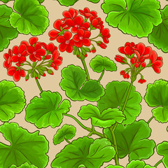 Canvas Print - geranium vector pattern