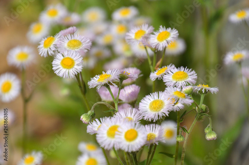 花びらが刺繍糸のようなハルジオンの群生 Stock Photo Adobe Stock 花びらが刺繍糸のようなハルジオンの群生 Stock Photo Adobe Stock