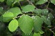 clear water drops on green leafs