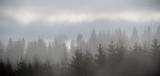 Fototapeta Las - Nebel über Wald