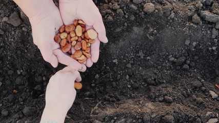 Wall Mural - From the hands of an elderly farmer, the child takes the grain and plants it in the soil. Work together, a generation of farmers