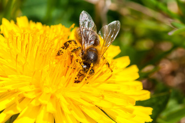 Worker bee on dandelion during spring macro