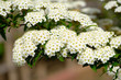 © Matthewadobe - reeves spirea flower