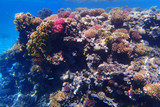 Fototapeta Do akwarium - coral reef in egypt