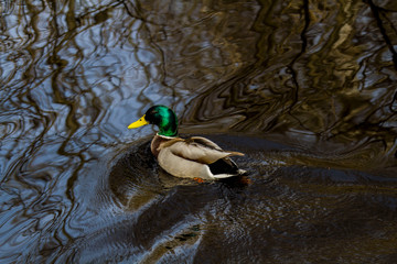 duck floating in a river