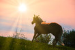 Hengst im Sonnenlicht (Haflinger-Pferd)