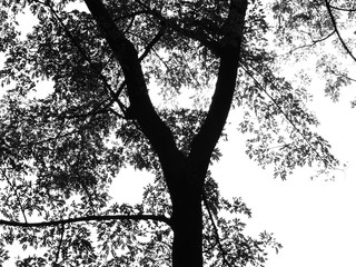 silhouette branch tree with leaf on white background