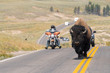 bison walking on the yellowstone asphalt roads in Yellowstone National Park in Wyoming