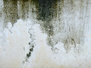 Wall Mural - mold on old wall texture