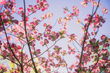Fototapeta Do pokoju - Pink dogwood flowers blooming in the Spring