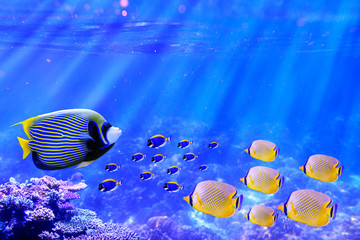 Emperor Angelfish swimming in coral reef with group of powder blue tang and butterflyfish for Background usage