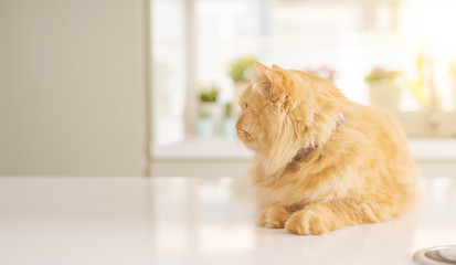 Beautiful ginger long hair cat lying on kitchen table on a sunny day at home