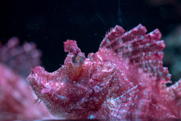 Wall Mural - Close up of Weedy scorpionfish (Rhinopias frondosa)