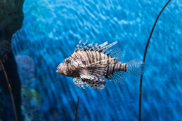 Wall Mural - Volitan Lionfish..(Pterois volitans) swimming