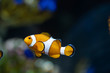 Ocellaris Clownfish..(Amphiprion ocellaris) swimming