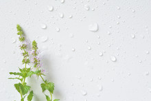 Mint Flowers With Water Drops