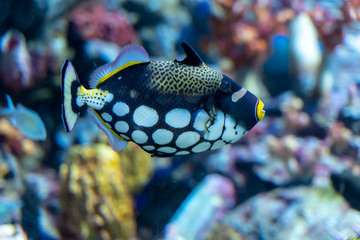 Canvas Print - Clown triggerfish (Balistoides conspicillum) swimming in artificial coral decorated tank