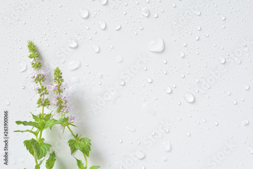 Mint flowers with water drops © tamayura39