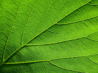 green leaf texture