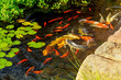 Colorful fancy koi fish on the surface water swimming in the pond garden enjoy feed floating
