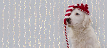 BANNER CHRISTMAS DOG. PUPPY WEARING A SANTA HAT. ISOLATED AGAINST GRAY DEFOCUSED LIGHTS BACKGROUND.