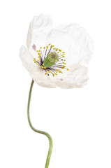 Wall Mural - Single white poppy isolated on white background.