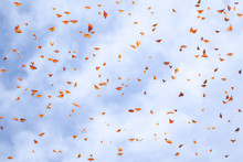 Natural Summer Background. Many Monarch Orange Butterflies In A Blue Sky With Clouds. Selective Focus.