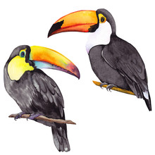 Set Of Toucan Birds. Watercolor Illustration On White Background. Isolated Elements For Design.