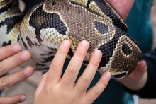 An Infant Touches The Python Skin