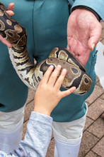 An Infant Touches The Python Skin 